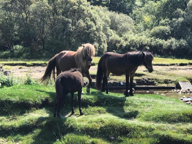 Down The Garden Path Vintage Caravan B&B , Dartmoor นิวตันแอบบ็อต ภายนอก รูปภาพ